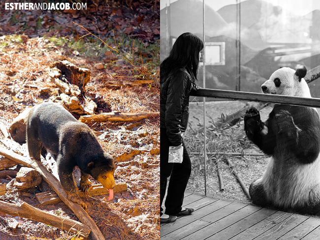 Sun Bear and Panda Zoo Atlanta | Tourists at Home Atlanta Edition