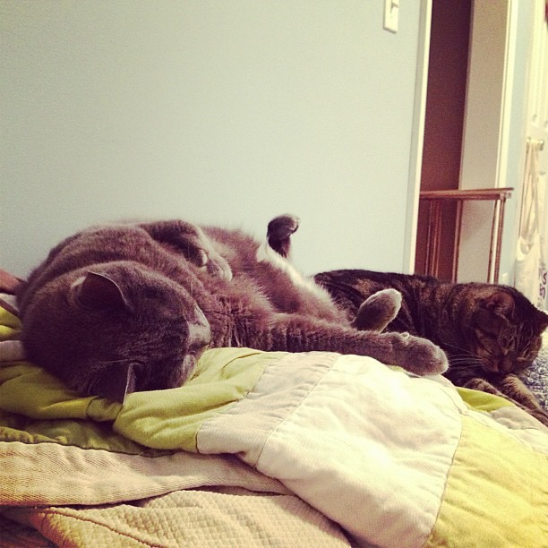 When you're feeling sad or lonely...look over at the cats. #snoringsoloud