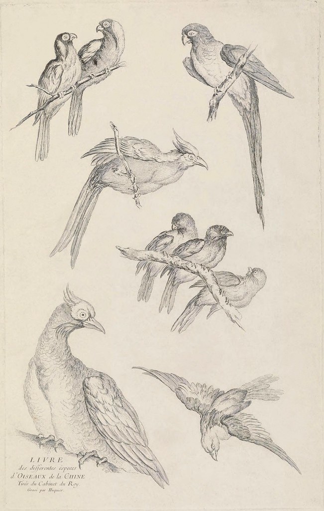 title page bird engravings by Huquier 1730s
