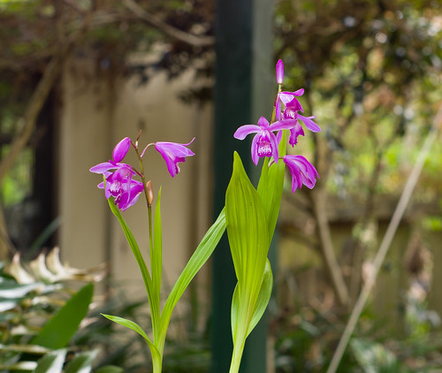 Chinese Ground Orchid by Geoff Heaton