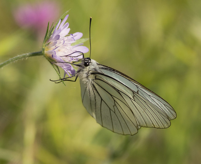 Black veined white butterfly