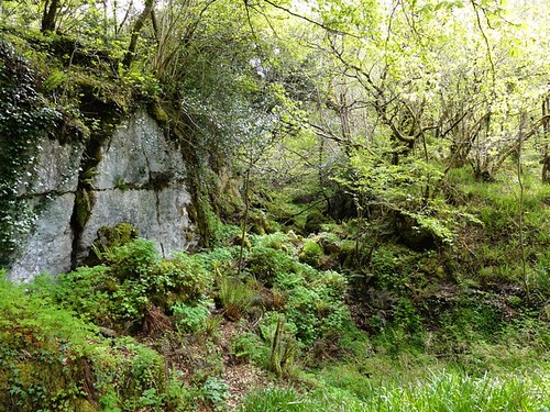 Woods surrounding Marble Arch Caves