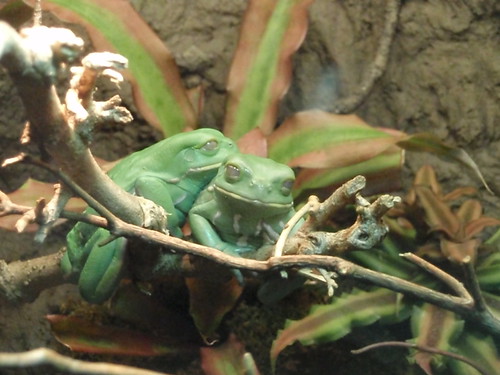 green frogs