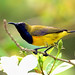 Olive-backed Sunbird male 黃腹花蜜鳥(SIN05-29) 6Z2K9118-1