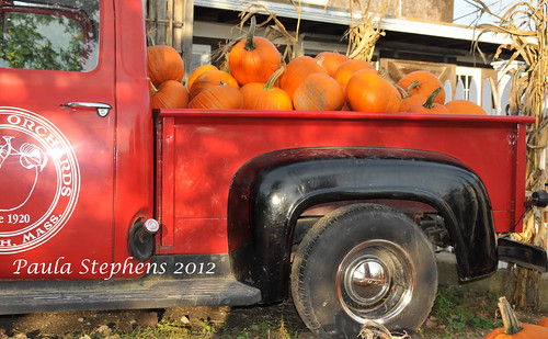 Pumpkins By the Truckful by Paula Stephens