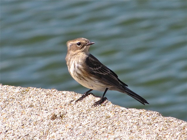 Yellow-rumped Warbler at Gridley Wastewater Treatment Ponds 01