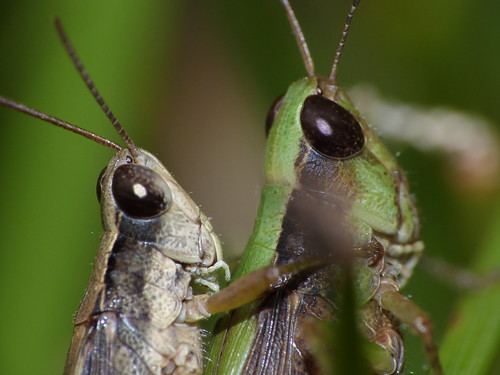 Two Crickets - Dos Grillos