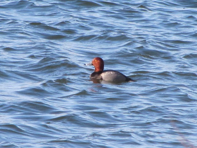 Redhead at Evergreen Lake in Woodford County, IL 01