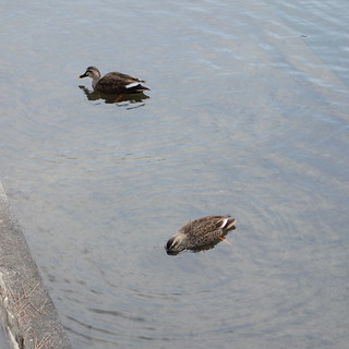 駿府城の鴨2匹。