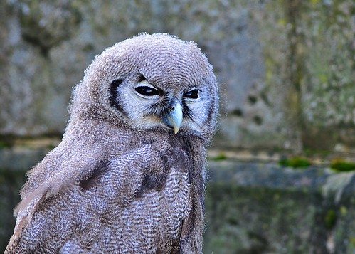 Owl 1 by birbee