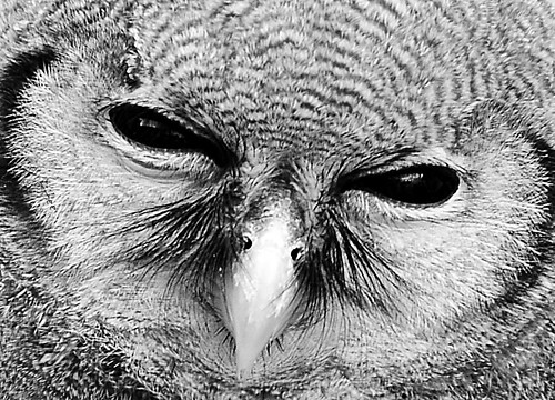 Owl Face by birbee