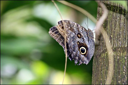 brown-butterfly