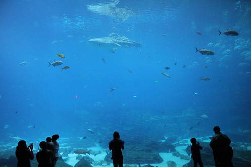 World's Largest Aquarium Tank