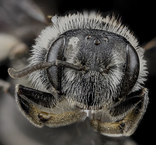Andrena miranda, female, face_2012-10-26-15.51.08 ZS PMax