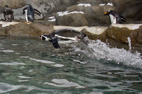 Humboldt penguin by begineerphotos