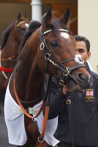 The three best racehorses in the world - Frankel (rated 140) by CharlesFred