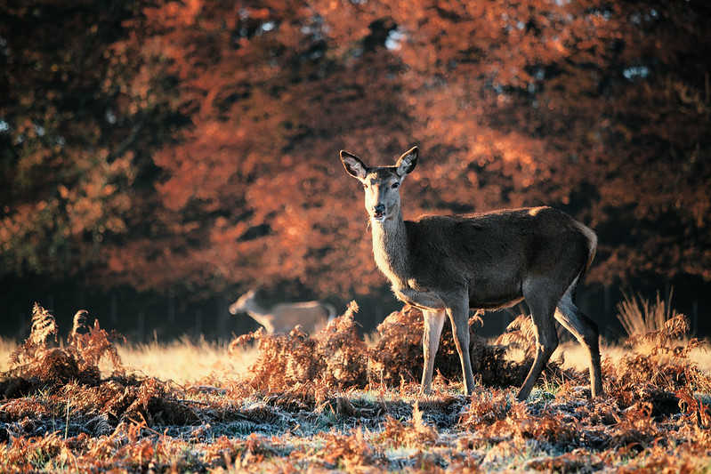 初冬、清晨、鹿。