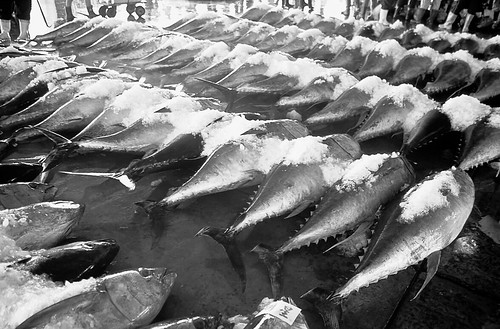 魚市的地上擺滿了黃鰭鮪。攝影：金磊。