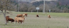 Cow / Vache