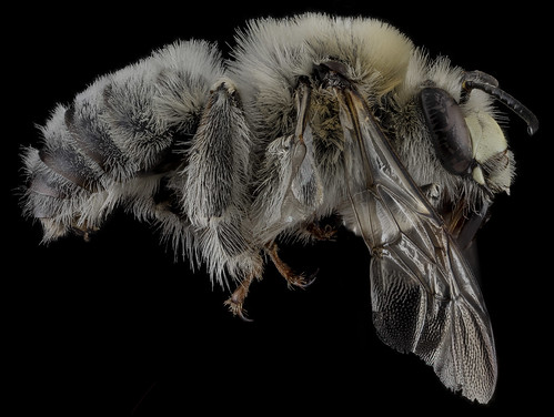 Anthophora occidentalis, male, side_2012-07-06-17.27.29 ZS PMax