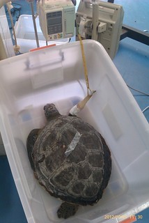 在救傷盆中的海龜。（圖片來源：程一駿研究團隊）