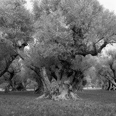 L'oliveraie des Laures