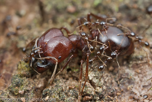 marauder ant, Pheidologeton sp. IMG_3568 copy