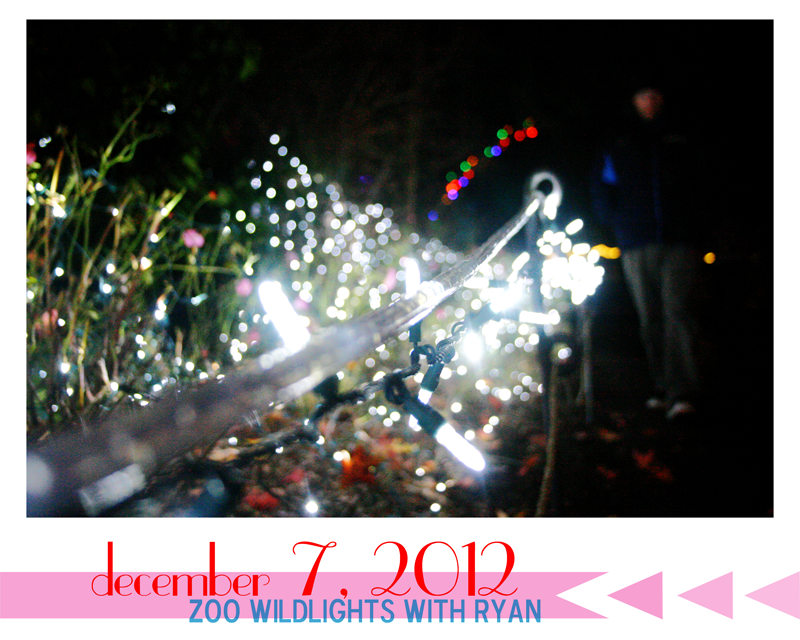 {december daily | day 7} wildlights at the zoo