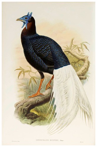 016-Bulwer's Pheasant-The birds of Asia vol. VII-Gould, J.-Science .Naturalis