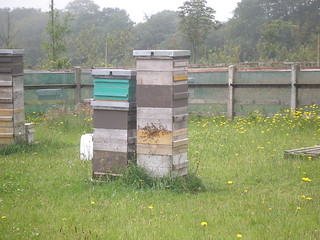 Beehives in Devon