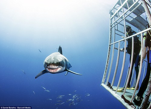 障礙：當大白鯊經過時，潛水員待在水底的籠子裡。
