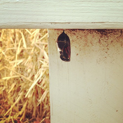 Another chrysalis. This monarch will emerge sometime this morning.