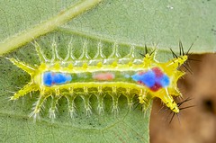 Lepidoptera (Ecuador)