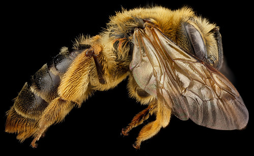 Andrena hilaris, F, side, Maryland, Anne Arundel County_2012-12-14-14.44.39 ZS PMax