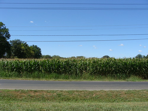Corn Field (Mascoutah)