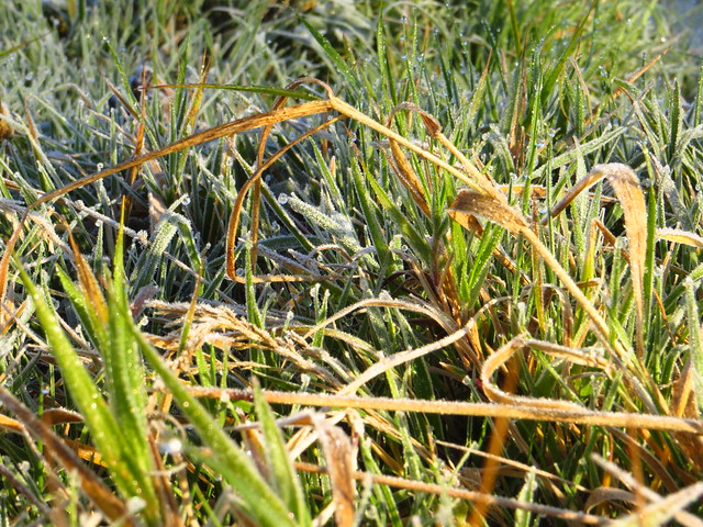 Frosty Grass on Pryors Field