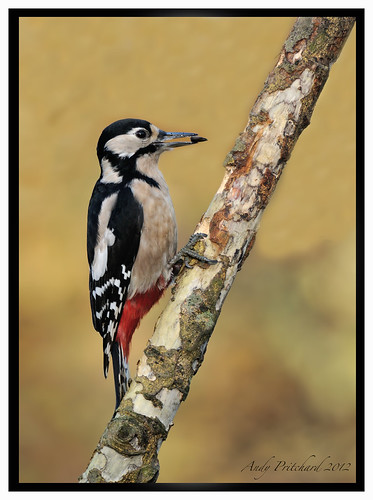 Woody with Seed by Andy Pritchard - Barrowford