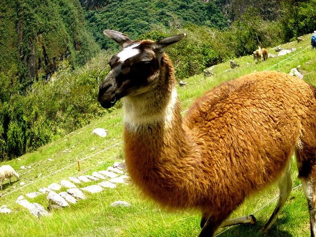 llama eating at machu picchu