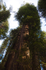 Coast Redwoods