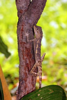 攀爬在樹上具有良好保護色的攀木蜥蜴。 王力平攝