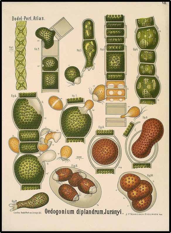 illustrated views of microscopic filamentous algae