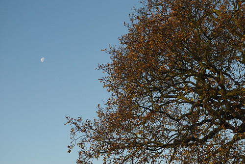 Morning Oak Tree in December