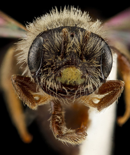 Andrena uvulariae, M, face, Falls Church, Virginia_2012-11-19-17.42.26 ZS PMax