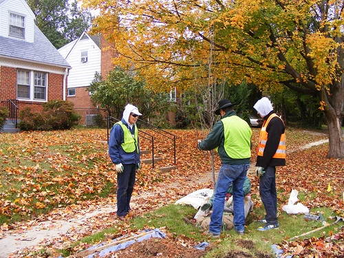 Casey Trees Volunteer Planting, Seminary Road
