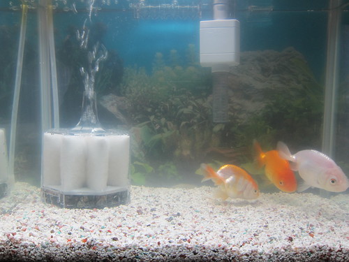 Goldfish Nov. 11, 2012