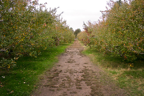 honey pot hill orchards