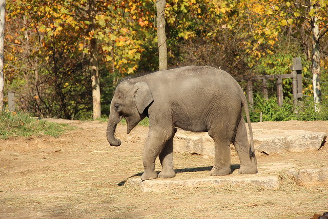 Baby Elephant - St Louis Zoo