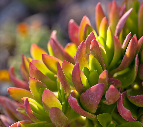 Succulent Glowing by cobalt123