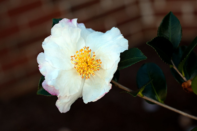 golden centered camellia