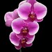 Phalaenopsis - cultivo Orquidário Avani